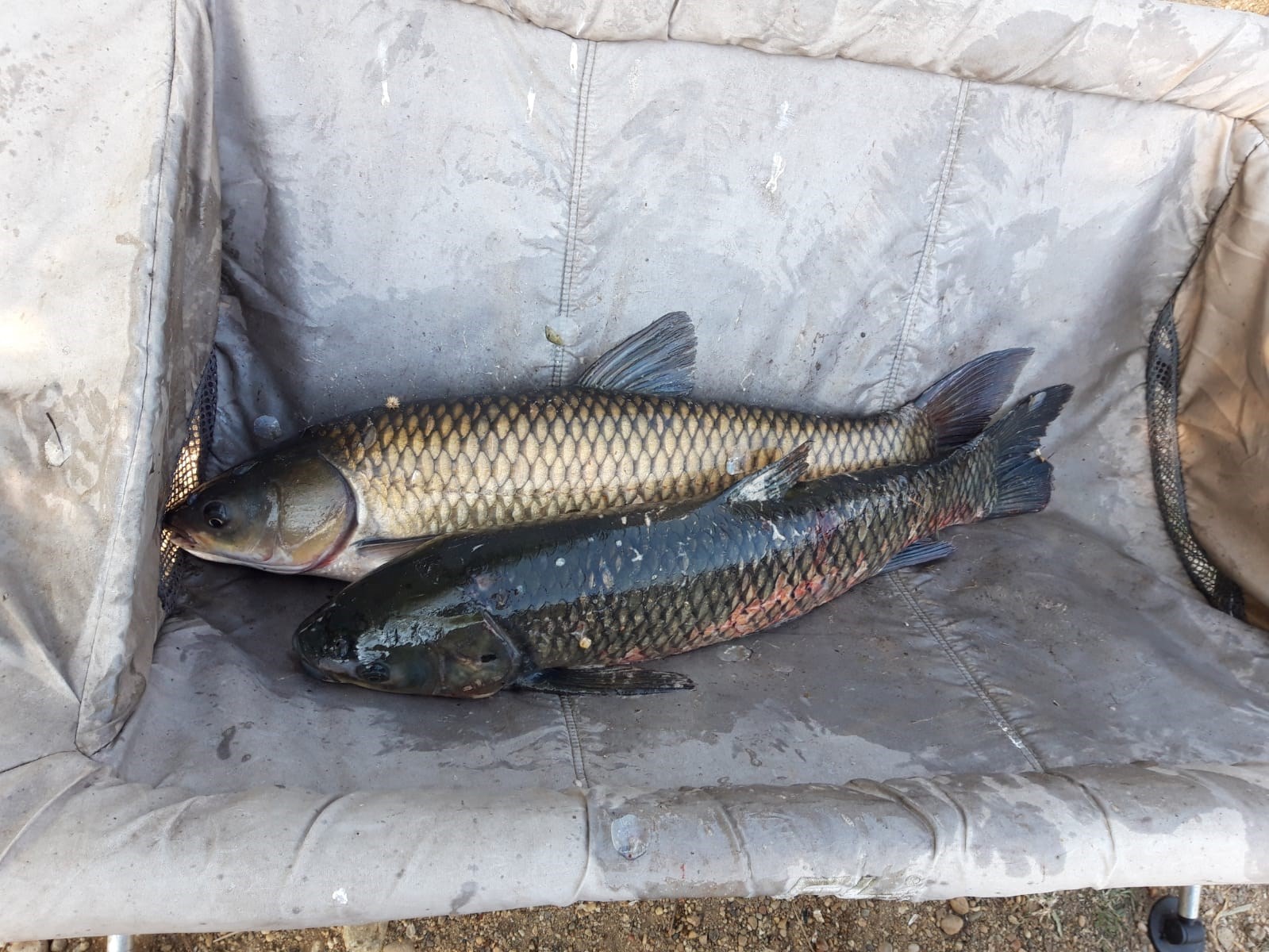 Balata LAZAR Alexandria  8 - 10 august 2020 - inbound361875512.jpg